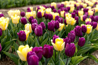 Wicked Tulips Flower Farm 2023